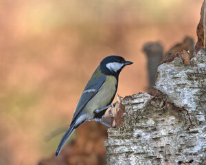 Great Tit , Parus major perched on a tree stump .