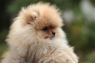 pomeranian puppy on the grass
