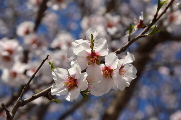 branch of almond tree in blossom close up