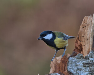 Great Tit , Parus major perched on a tree stump .