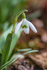 Snowdrop flower in spring
