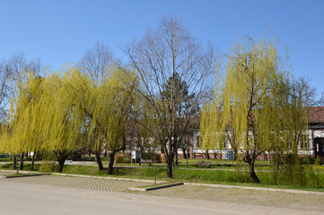 weeping willow trees in blossom with blue sky in the background