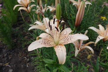 Fototapeta premium Pale peach colored spotted flowers of true lilies in June