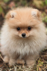 pomeranian puppy on the grass