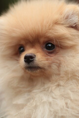 pomeranian dog portrait