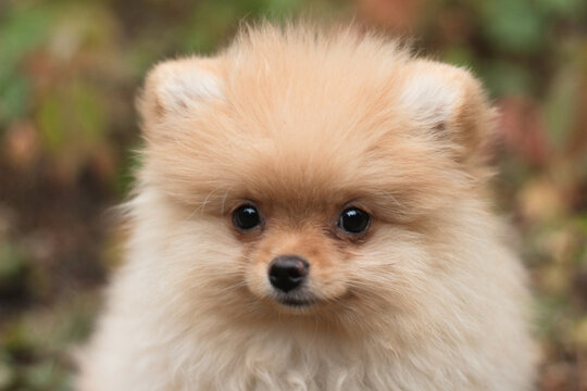 pomeranian dog portrait