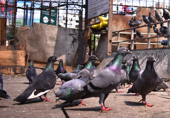 Pigeons walking captured from low angle