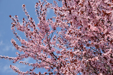 branches of trees in beautiful pink spring blossoms