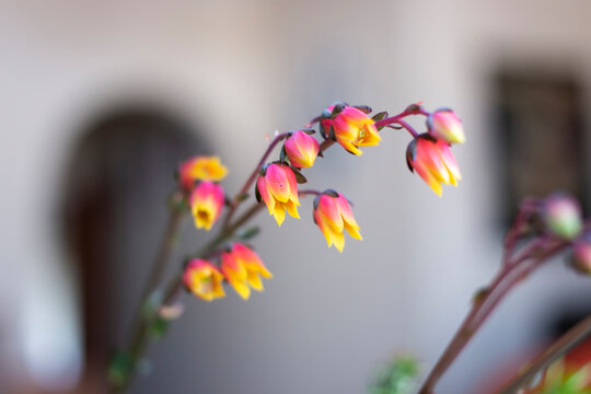 Echeveria derenbergii succulent