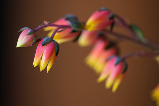Echeveria derenbergii succulent
