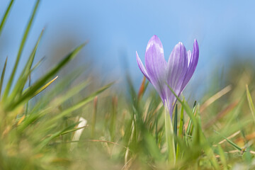 Purple crocus flower
