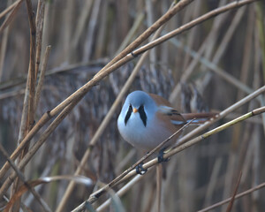 Male Bearded tit perched in the reeds