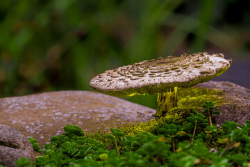 Mushroom in the forest