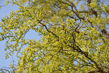 blooming branch of curly willow