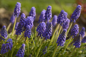 Fototapeta premium blooming grape hyacinth flowers , muscari, growing in the garden close up 
