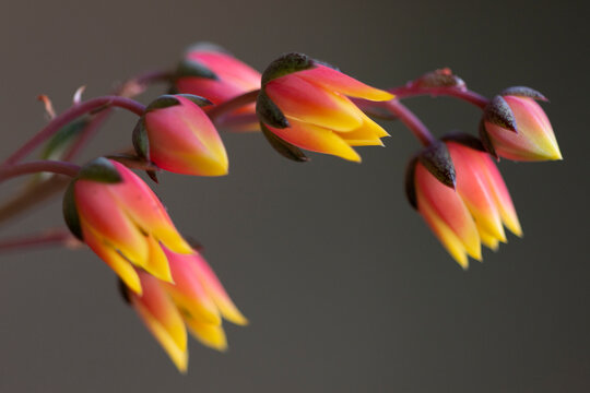 Echeveria derenbergii succulent
