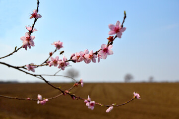 branch of peach tree in blossom with blue sky in the background