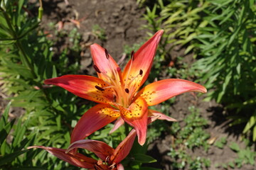 Obraz premium One red and yellow spotted flower of true lily in June