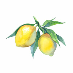 Watercolor yellow lemon isolated on white background