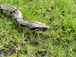 Boa constrictor constricor aus Ecuador. Die Boa constrictor, auch Rotschwanzboa oder Abgottschlange genannt, ist eine in Südamerika und in Gefangenschaft weit verbreitete Riesenschlange.