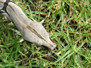 Boa constrictor constricor aus Ecuador. Die Boa constrictor, auch Rotschwanzboa oder Abgottschlange genannt, ist eine in Südamerika und in Gefangenschaft weit verbreitete Riesenschlange.