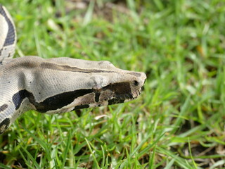 Boa constrictor constricor aus Ecuador. Die Boa constrictor, auch Rotschwanzboa oder Abgottschlange genannt, ist eine in Südamerika und in Gefangenschaft weit verbreitete Riesenschlange.