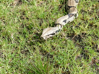 Boa constrictor constricor aus Ecuador. Die Boa constrictor, auch Rotschwanzboa oder Abgottschlange...