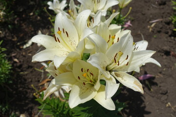 Close view of white spotted flowers of true lilies in June