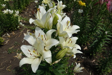 Fototapeta na wymiar Florescence of white spotted true lilies in June