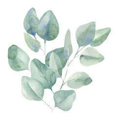 Branches and leaves of eucalyptus on isolated white background, watercolor illustration botanical painting, 