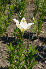 Full length view of white flower of true lily in June