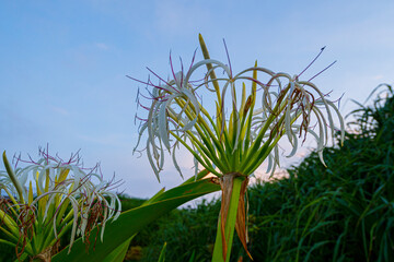 Yehliu Geology Park at Wanli District of New Taipei City of Taiwan.