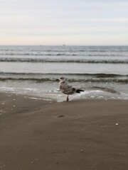 seagull on the beach