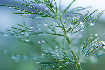 green sprig of dill with drops of morning dew.