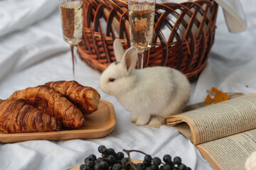 rabbit in a basket