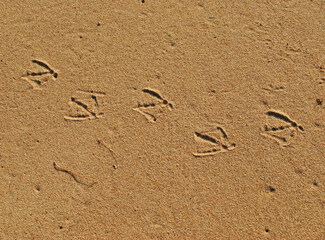 Bird footprints in the sand on the beach