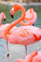Obraz premium フラミンゴ