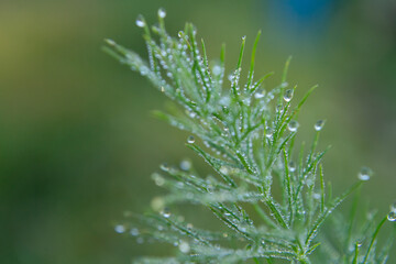 green sprig of dill with drops of morning dew.