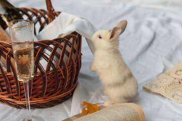 rabbit in a basket