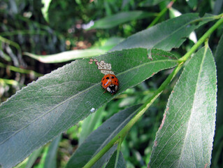 Red ladybug on a leaf on a tree branch