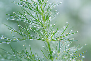 green sprig of dill with drops of morning dew.
