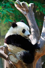 Obraz premium パンダ