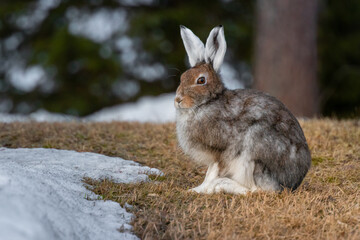 The mountain hare (Lepus timidus)
