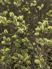 Branches of flowering willow in the Park