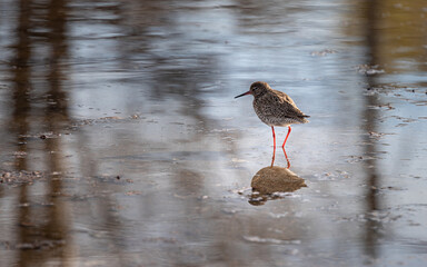 The common redshank (Tringa totanus)
