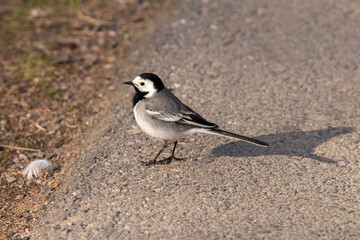 The white wagtail (Motacilla alba)
