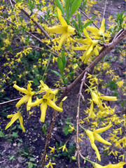Yellow flowers forsythia on a branch in the Park in the spring