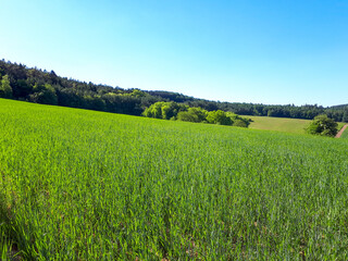 Obraz premium Beautiful view of the fresh green field and blue sky at daytime with copy space