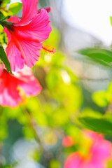 ハイビスカス © Paylessimages