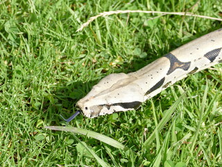 Boa constrictor constricor aus Ecuador. Die Boa constrictor, auch Rotschwanzboa oder Abgottschlange...